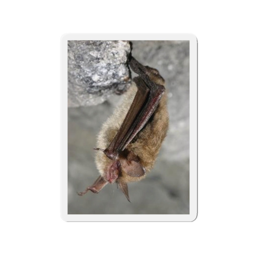 Northern Long-Eared Bat - Magnet