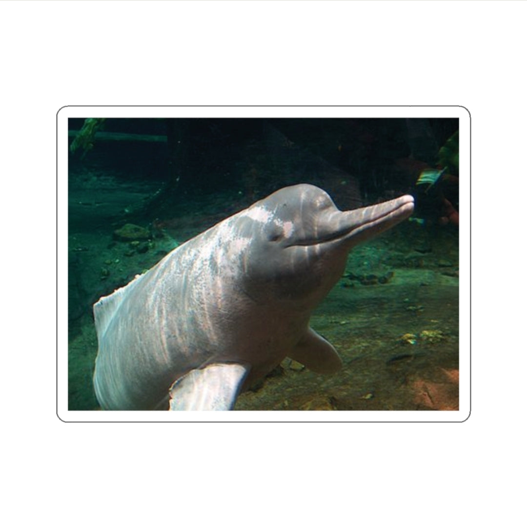 PInk River Dolphin - Decal