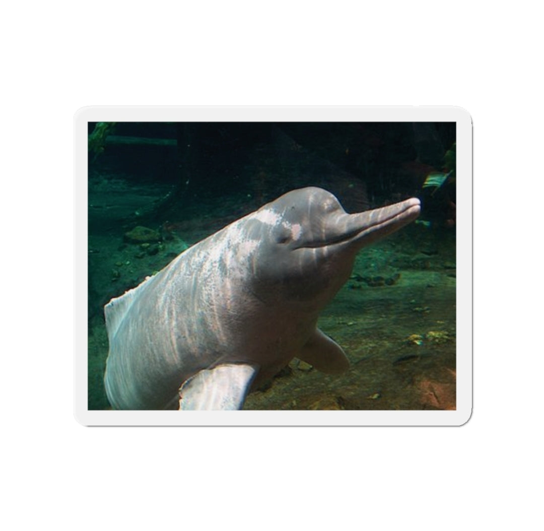 Pink River Dolphin - Magnet