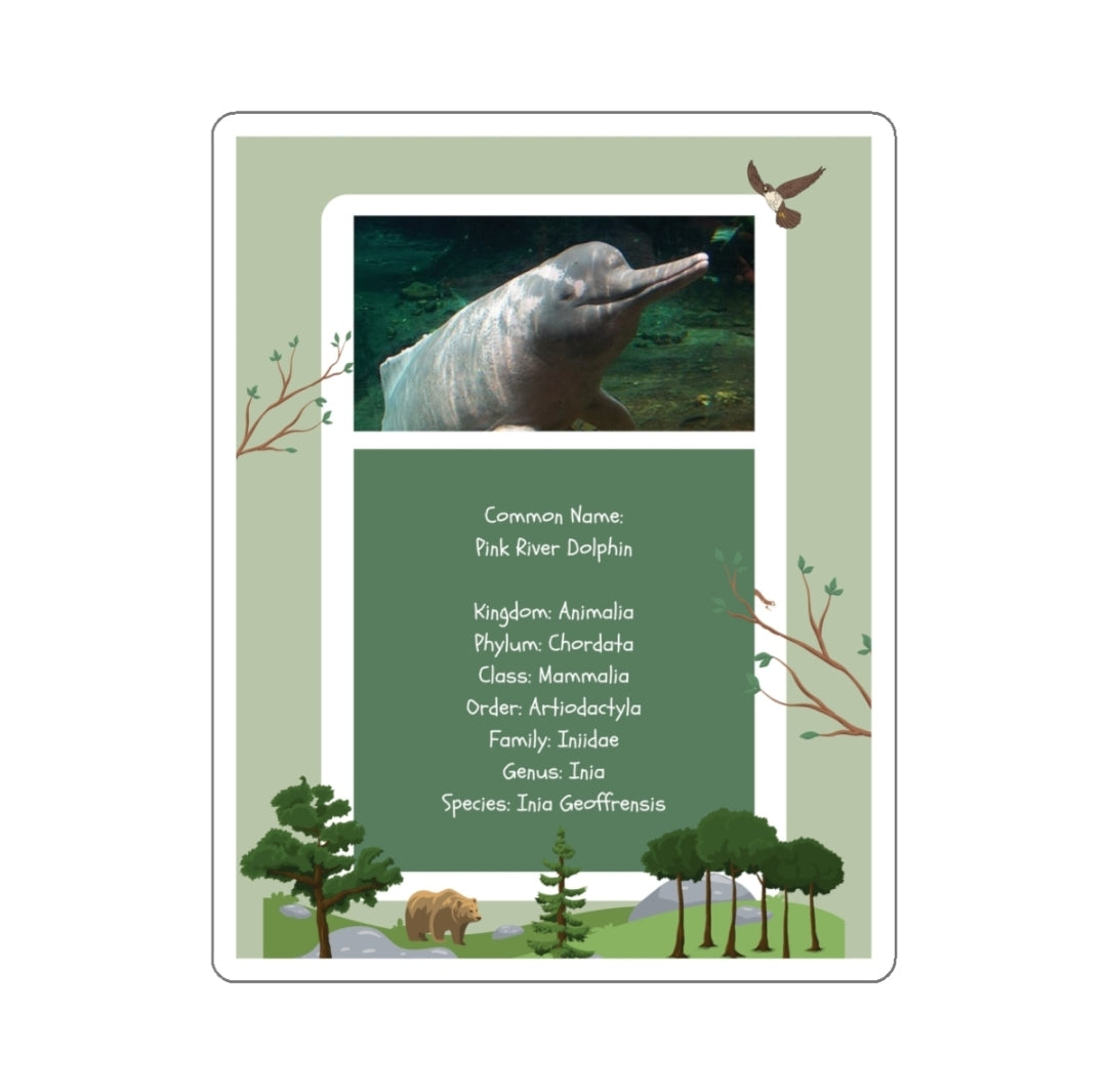 Pink River Dolphin Infographic - Decal