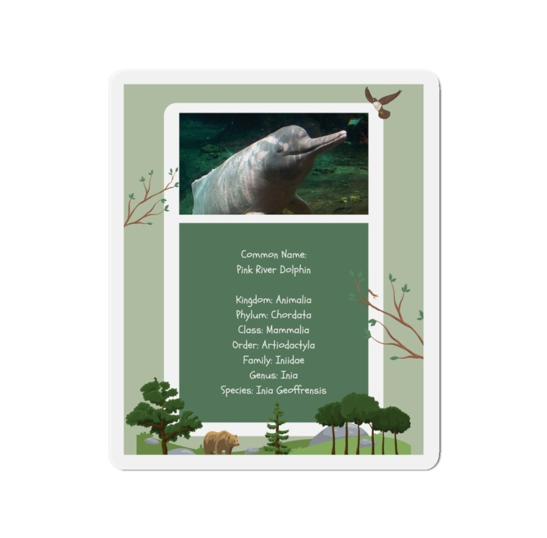 Pink River Dolphin Infographic - Magnet