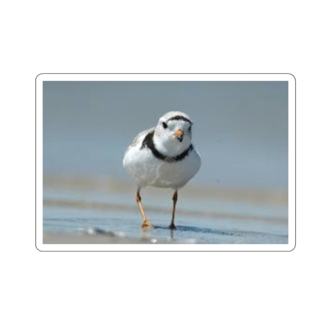 Piping Plover - Decal