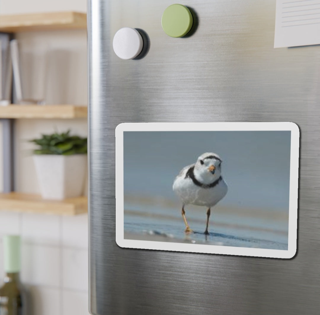 Piping Plover - Magnet