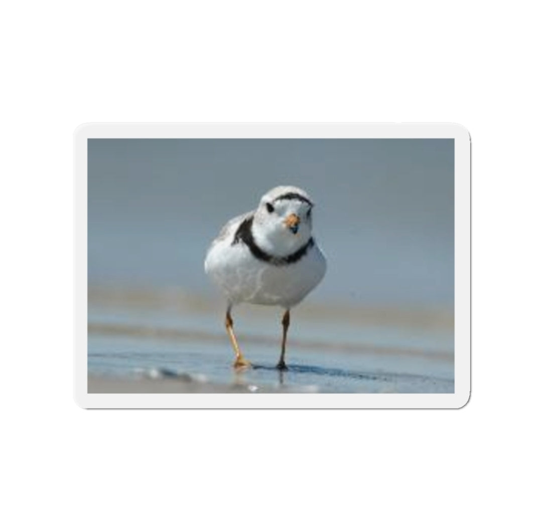 Piping Plover - Magnet