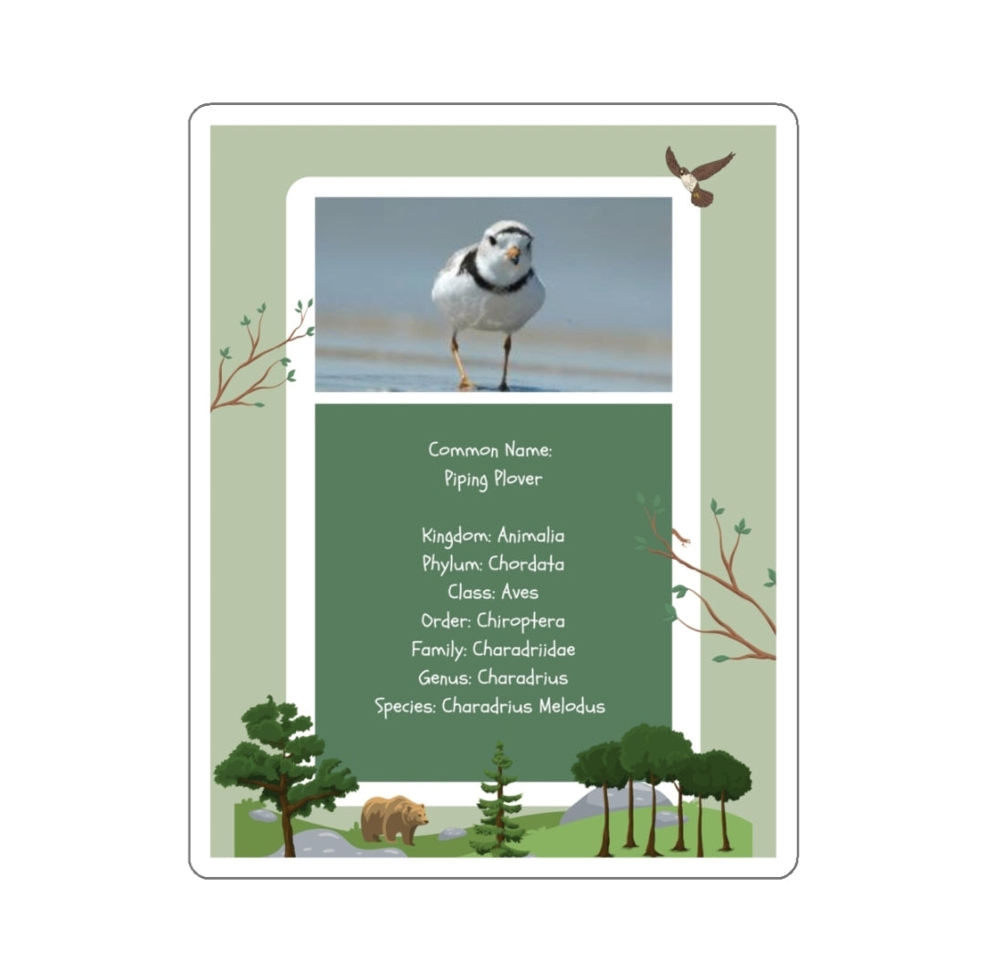 Piping Plover Infographic - Decal