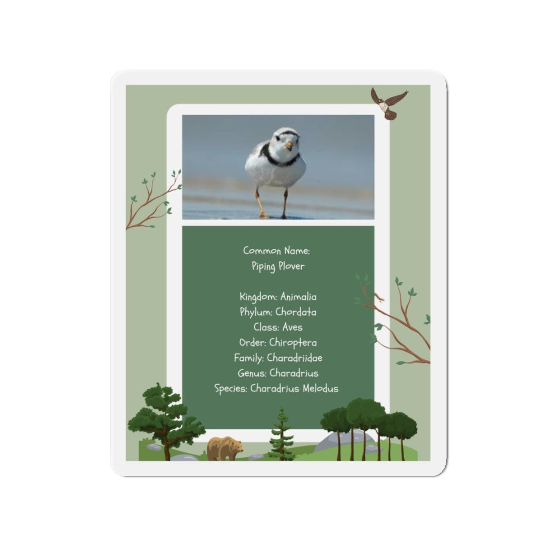 Piping Plover Infographic - Magnet