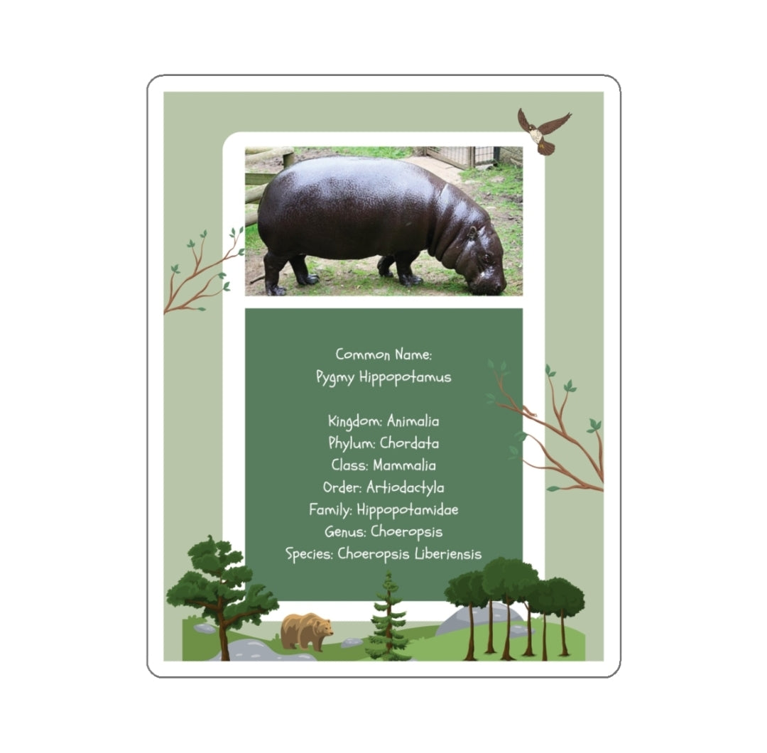 Pygmy Hippopctamus Infographic - Decal