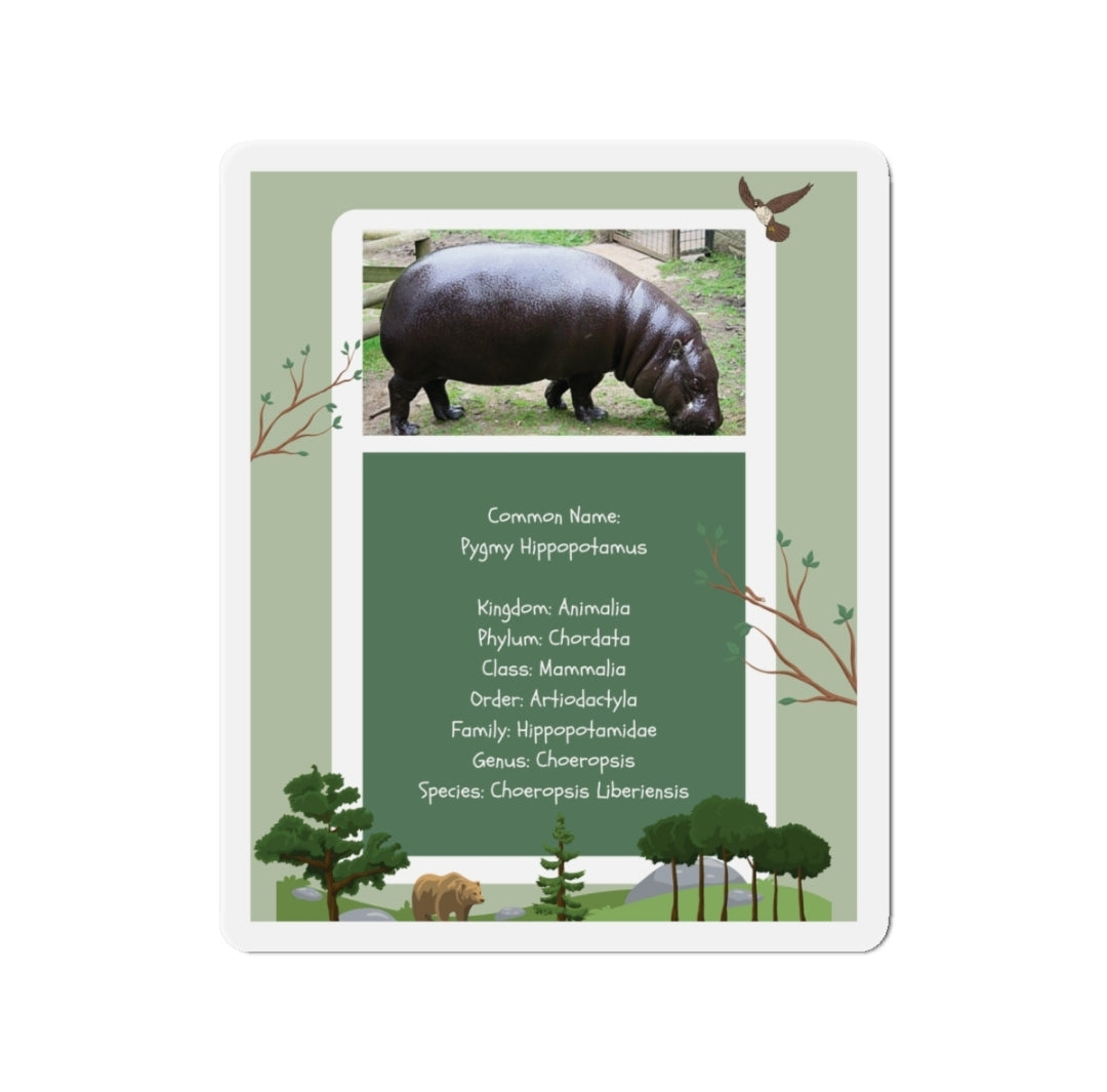 Pygmy Hippopctamus Infographic - Magnet