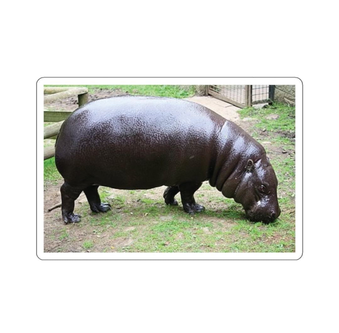 Pygmy Hippopotamus - Decal