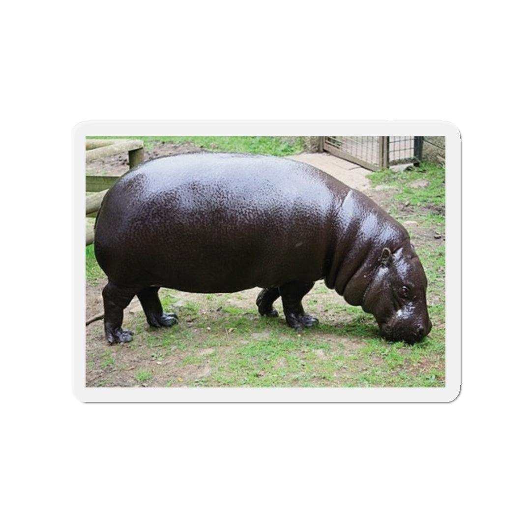 Pygmy Hippopotamus - Magnet