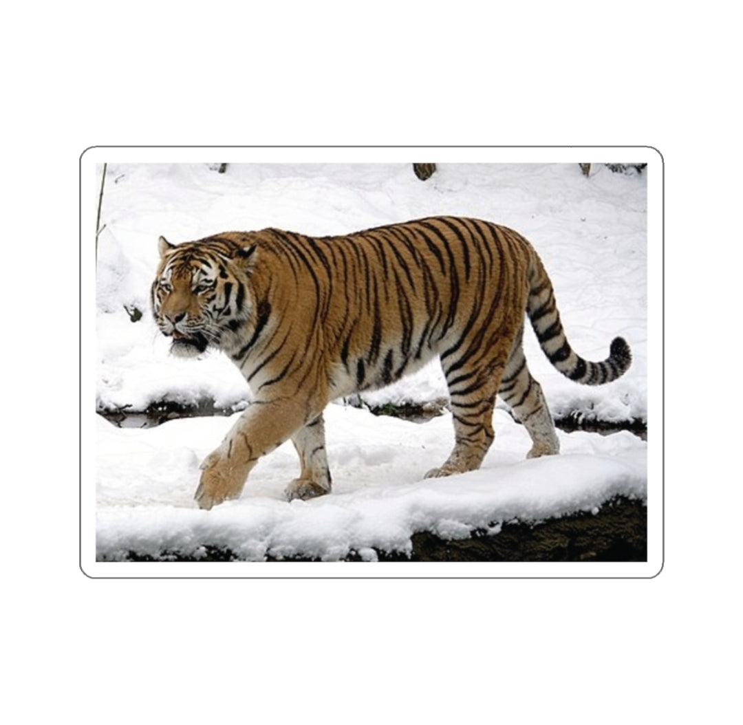 Siberian Tiger - Decal