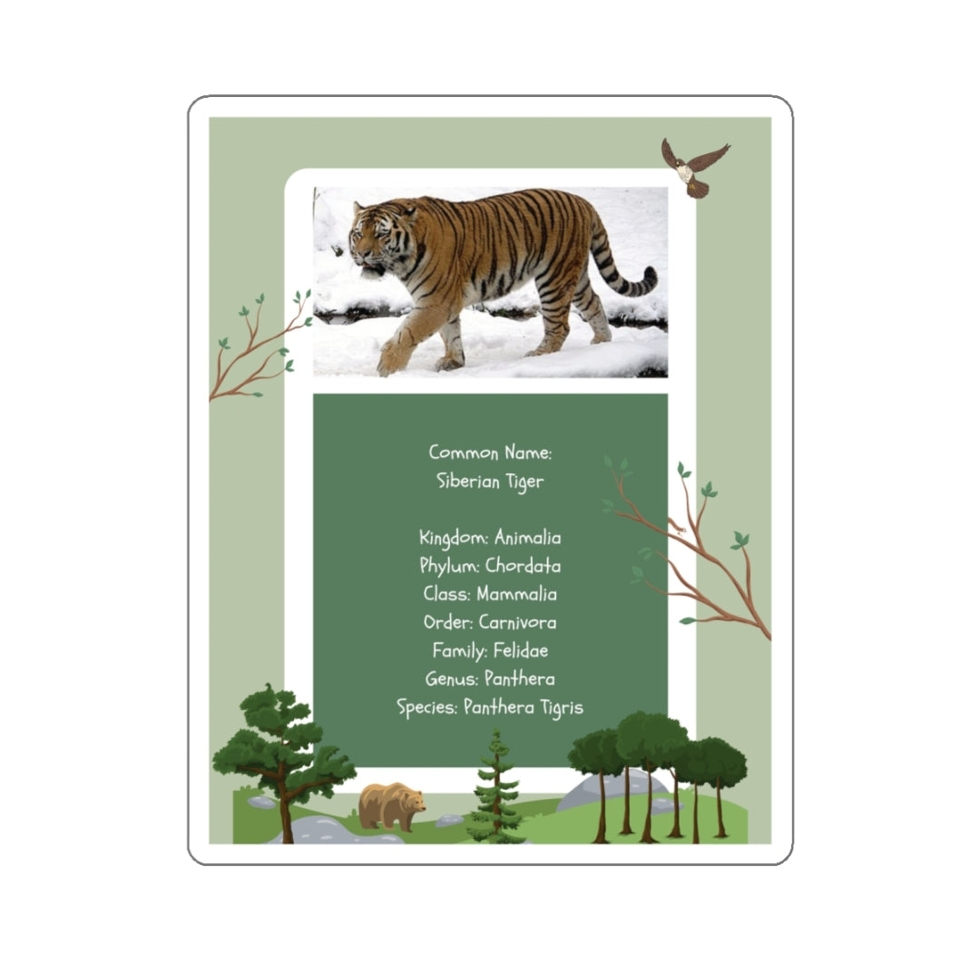 Siberian Tiger Infographic - Decal