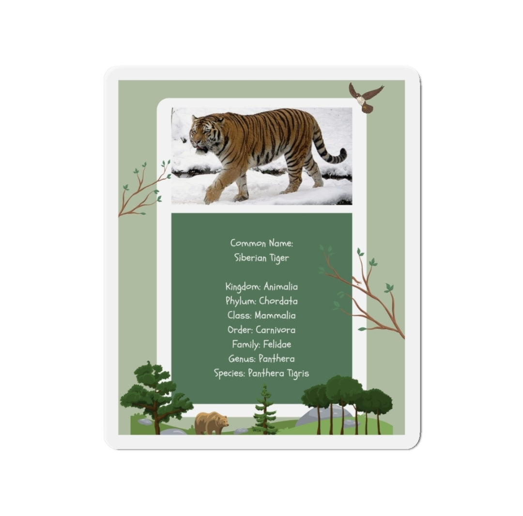 Siberian Tiger Infographic - Magnet