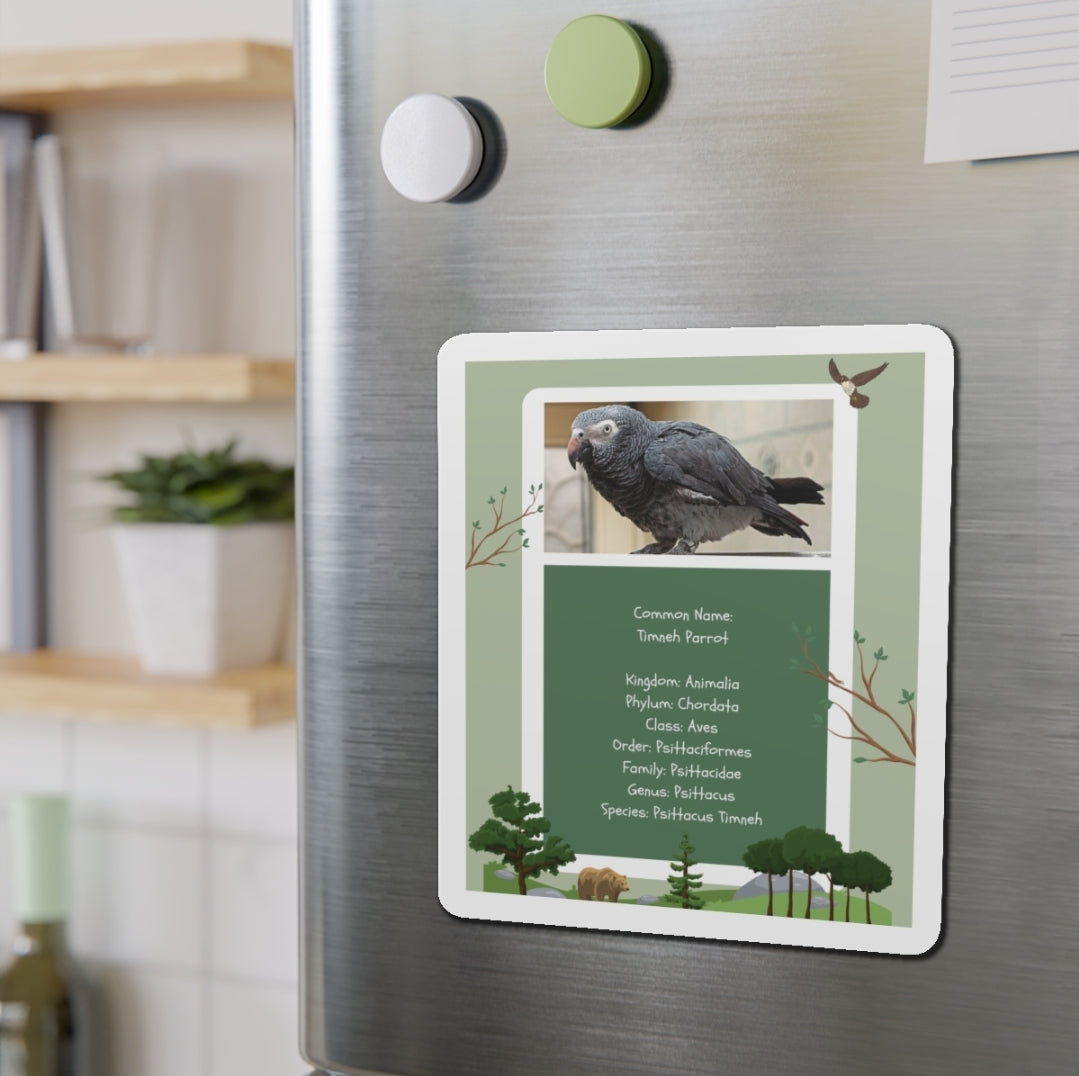 Timnen Parrot Infographic - Magnet