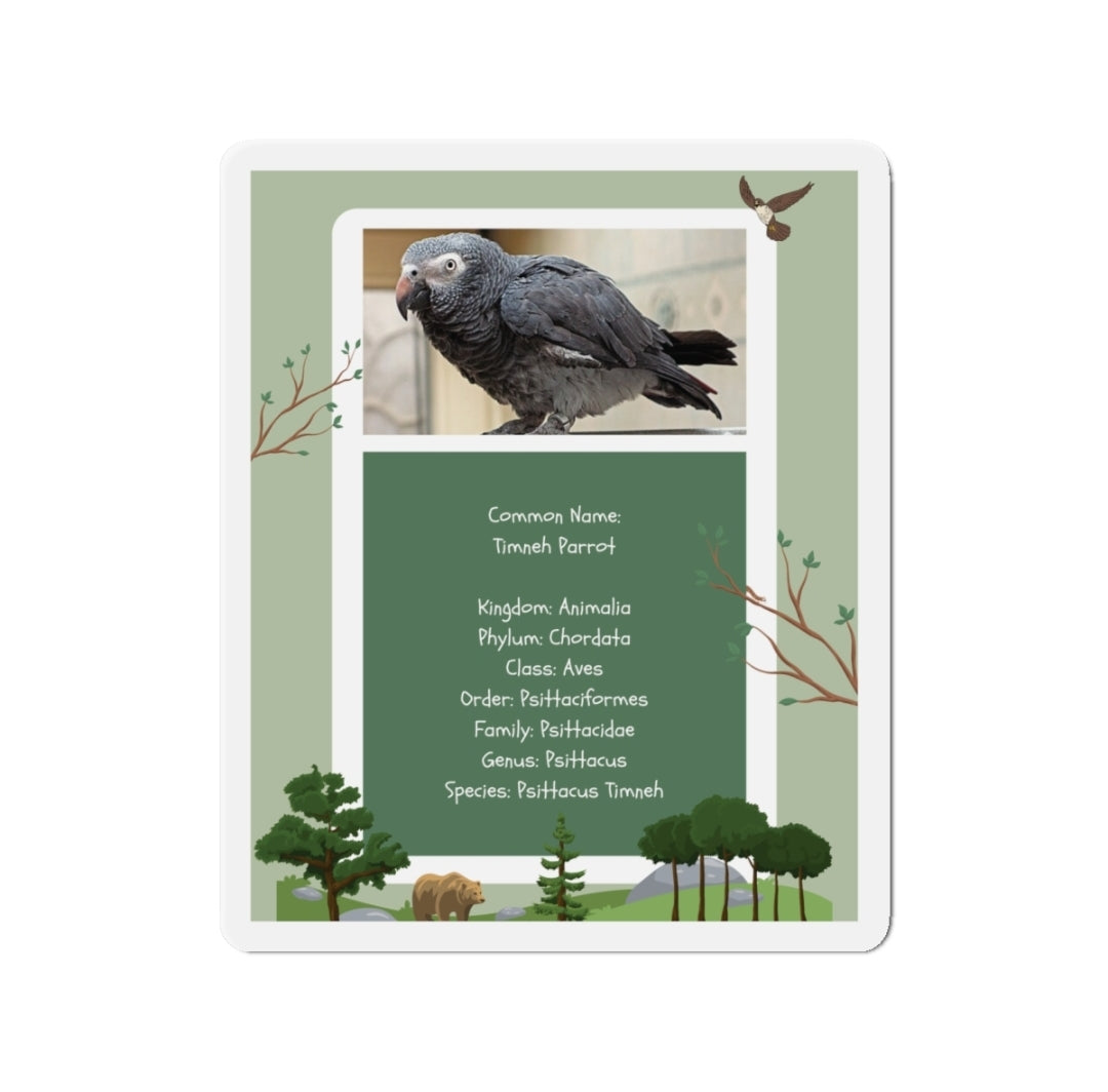 Timnen Parrot Infographic - Magnet