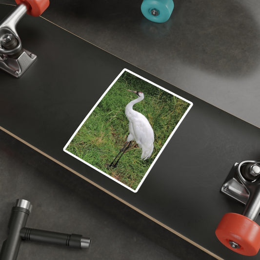 Whooping Crane - Decal