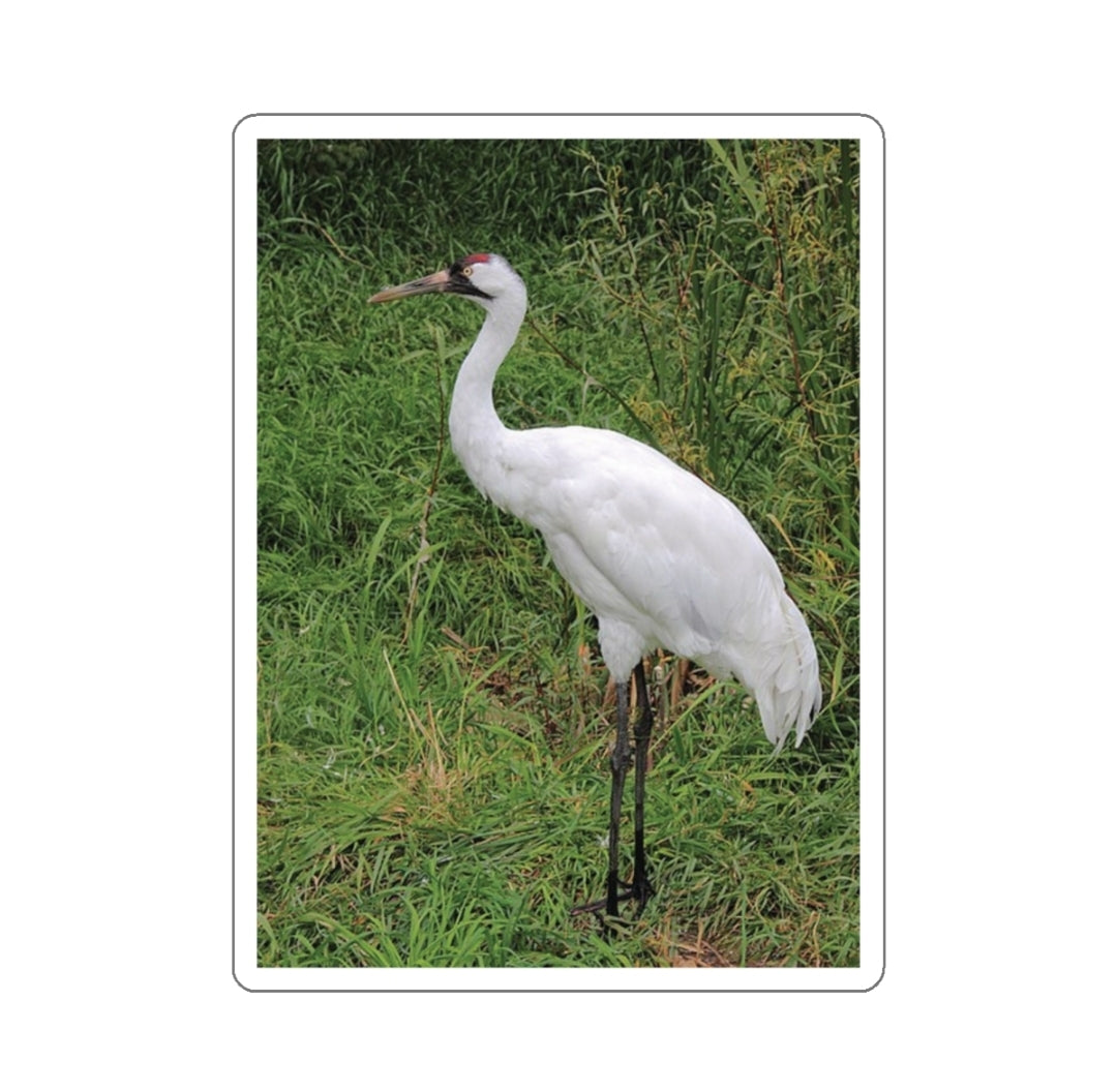 Whooping Crane - Decal