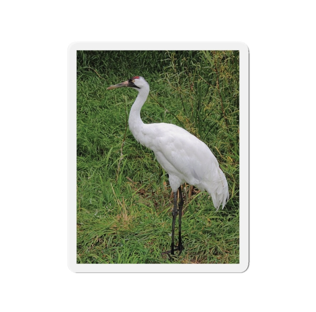 Whooping Crane - Magnet