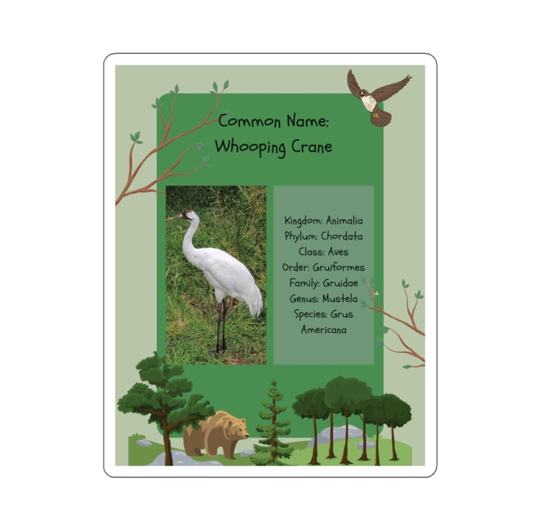 Whooping Crane Infographic - Decal