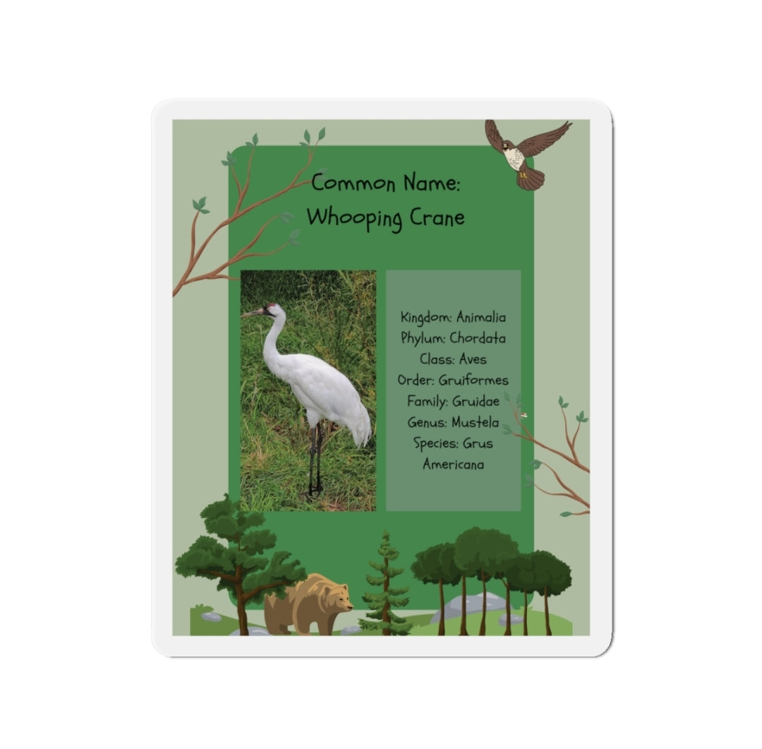 Whooping Crane Infographic - Magnet