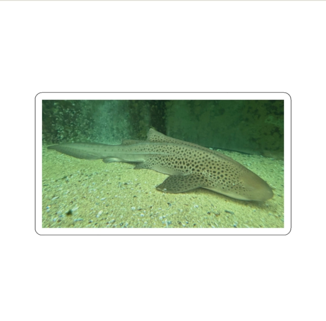 Zebra Shark - Decal