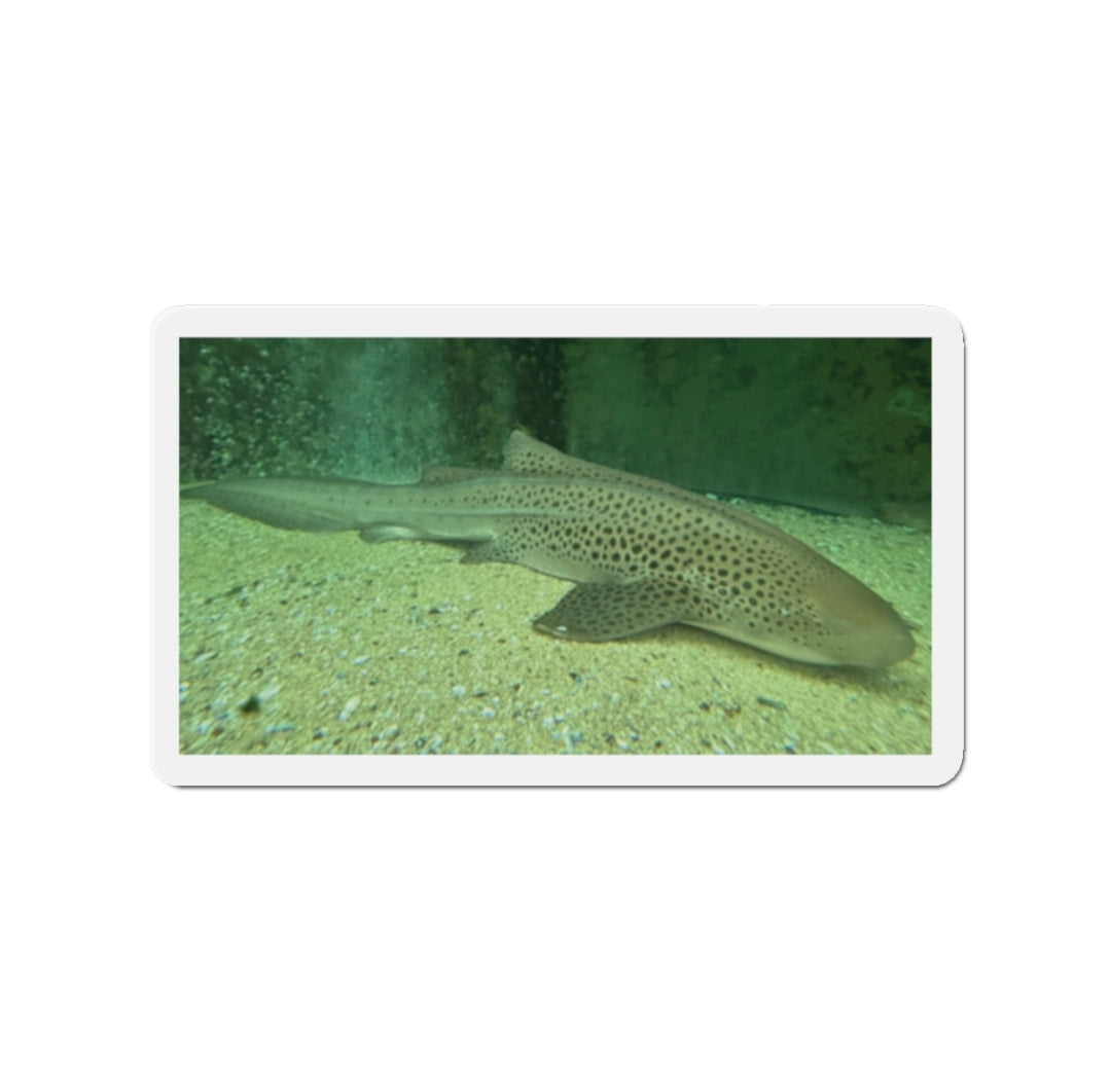 Zebra Shark - Magnet